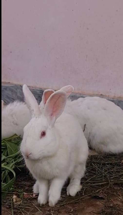 فرزلی مرغی 500 روپے اس کے علاوہ دوسری بريڈ بھی سستے ريٹ ميں دستياب ھے 16