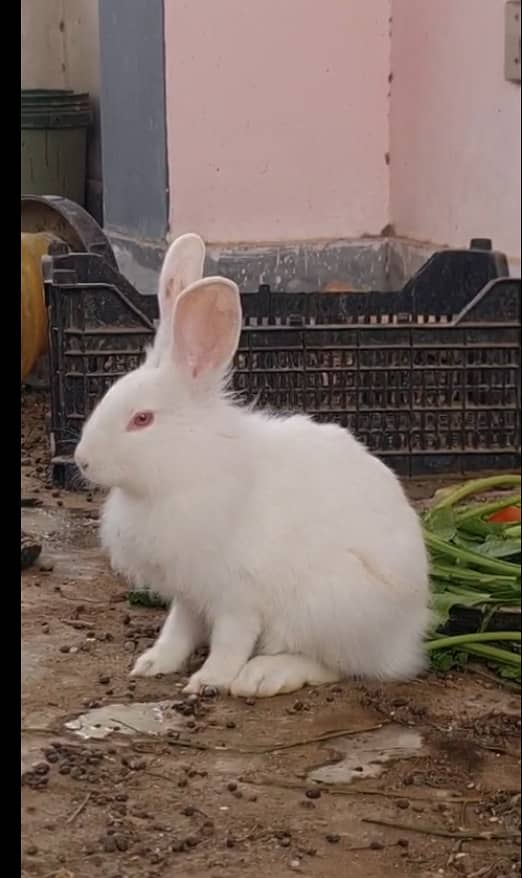 فرزلی مرغی 500 روپے اس کے علاوہ دوسری بريڈ بھی سستے ريٹ ميں دستياب ھے 18