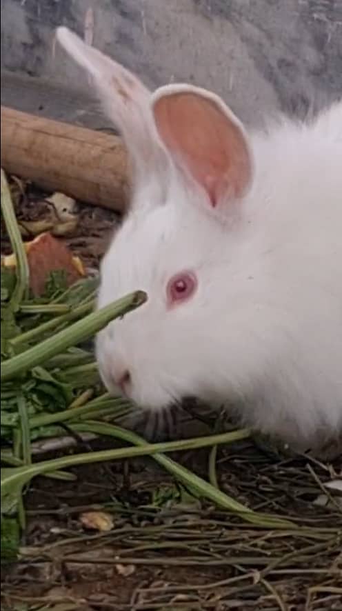 فرزلی مرغی 500 روپے اس کے علاوہ دوسری بريڈ بھی سستے ريٹ ميں دستياب ھے 19