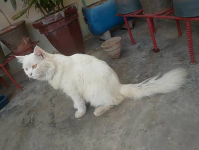 persoin cat male