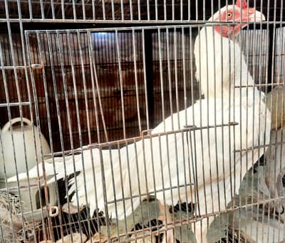 Heera Male and chicks