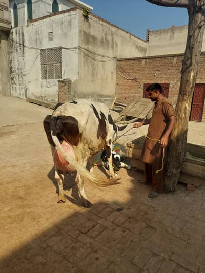 cow austrlian and bachi