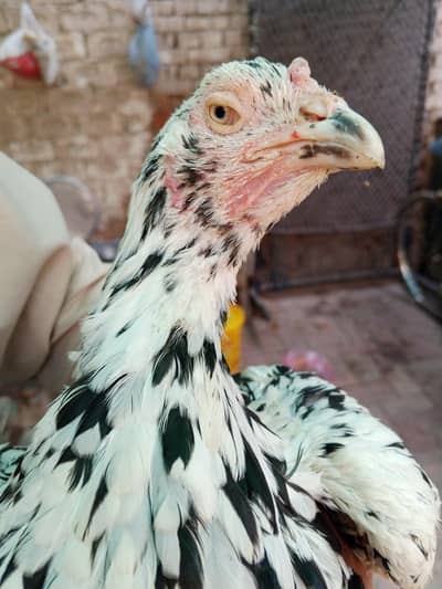 aseel murghi for sale