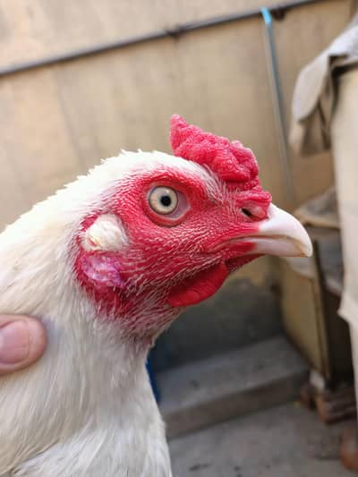 Heera Aseel / Paper White