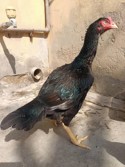 Bengum Aseel / Mianwali Aseel