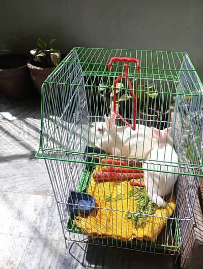 Beautiful Rabbits Pair With Cage
