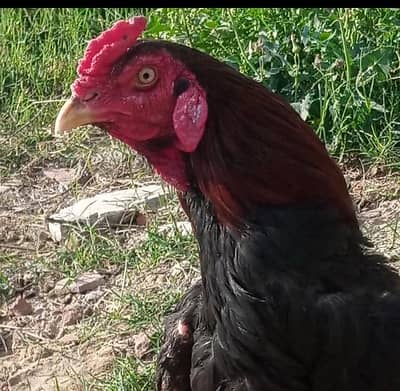 lakha aseel murga thai cross