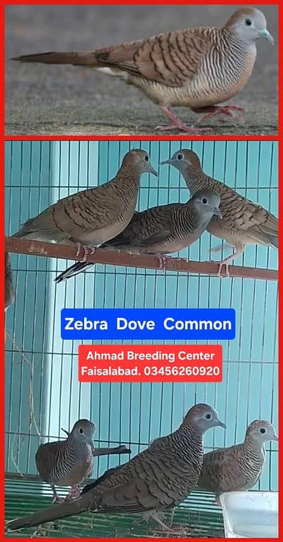 Zebra Dove /Doves /Doves For Sale /Qumri /Fakhta /All kind of Doves