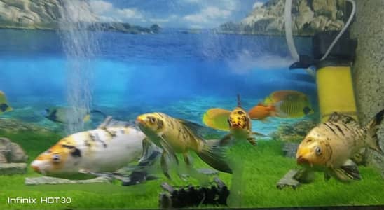 Koi fishes for sale cheap rate