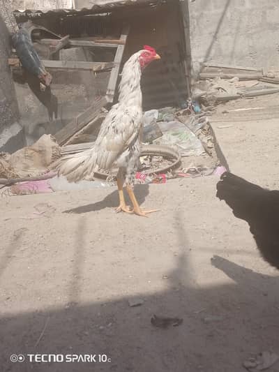 Aseel Patha And aseel Mushka murgi