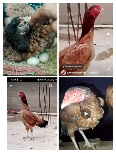 Aseel  korok murghai bacho K sath