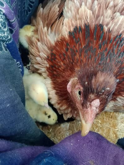 Aseel  murghai or chozay