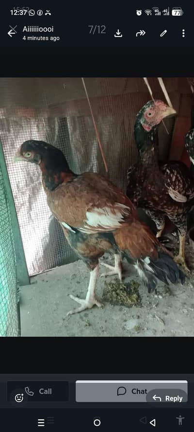 Aseel  murghai or chozay