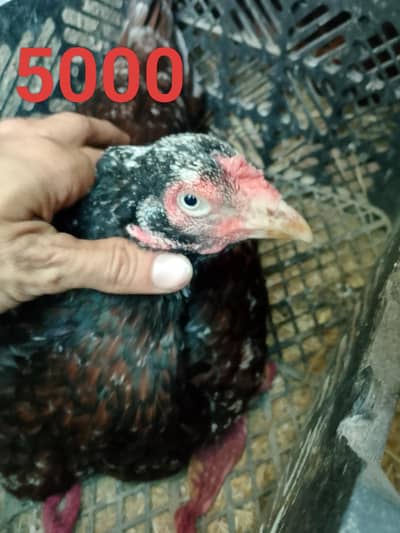 Aseel  murghai or chozay