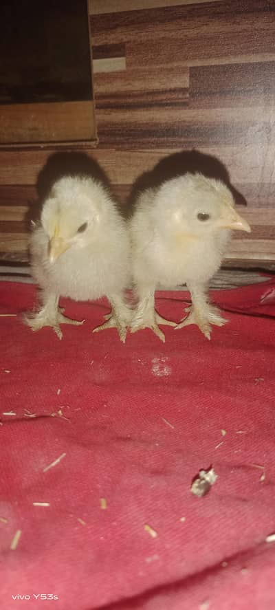 Black Bantum. white bantum Aseel mushka silver sebright