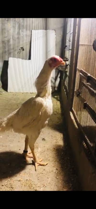 Shamo female | White german shamo female | king shamo female | shamo