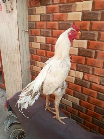 high quality maitha murga 03711036880