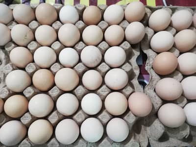 Fresh golden misri eggs of home grown hens