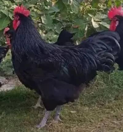 Pure Australorp chicks available for sale healthy active & vaccinated