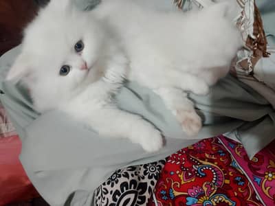 "Fluffy Persian Kitten