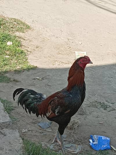 aseel vetnami x burmi