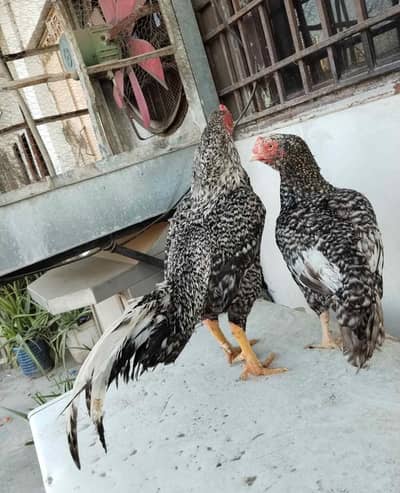 Aseel breeder pair available