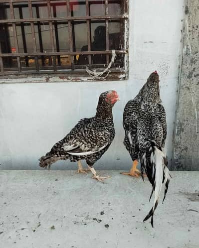 Aseel breeder pair available