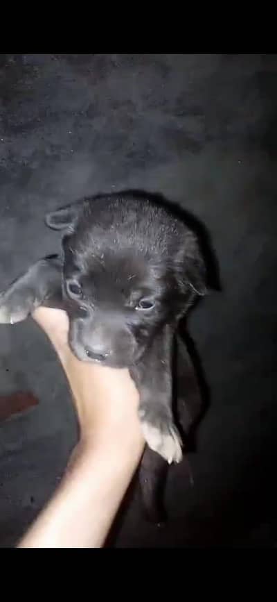 (0.3. 2.0. 4.4. 2.6. 5.3. 8) labra baby 1 month family dog