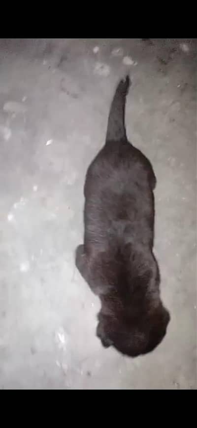 labra baby 1 month family dog