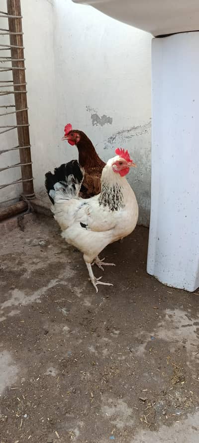 Ghar ki murgiya agg laying. egg guarantee.