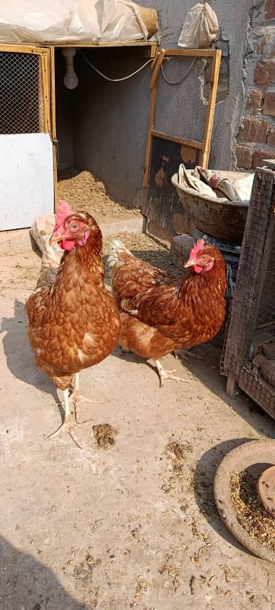 Ghar ki murgiya agg laying. egg guarantee.