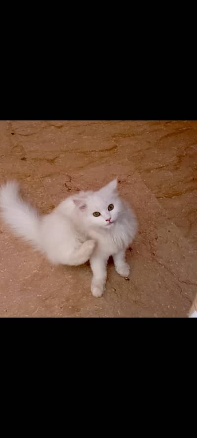 female cat 3rd corted