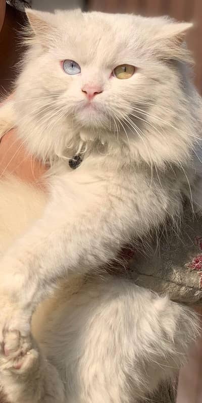 odd eyes male for sale triple coat price will be negotiable