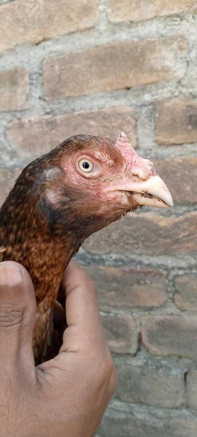 Aseel Madiya For Sale