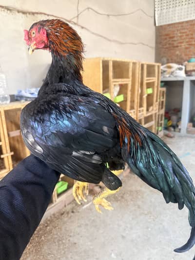 All Aseel Breeds | Mianwali | Thai | Shamo | Lasani | Mushka | Eggs