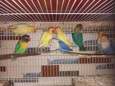 love birds breeder pair / Adult pair