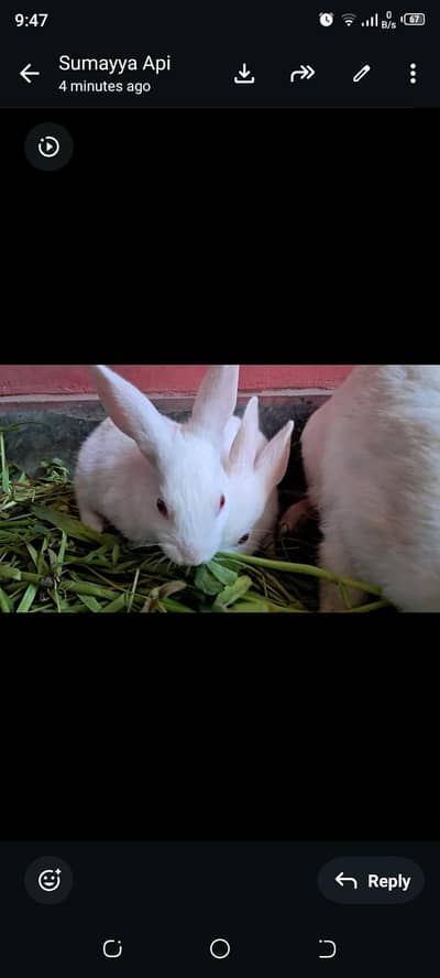  7 Weeks Old Red-Eye Baby Rabbits
