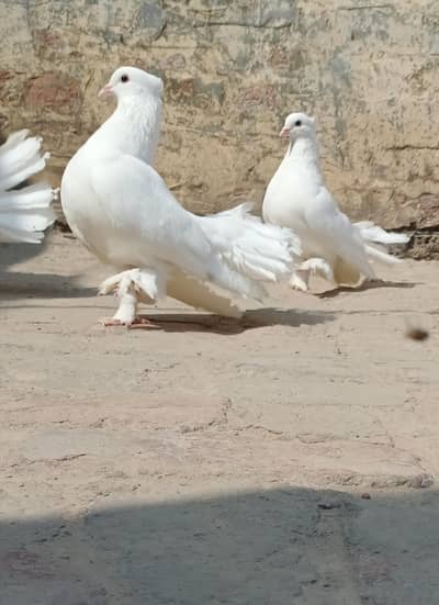 LAKAY PIGEONS