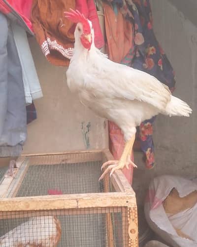 2-Piece Male Hen for sale (URGENT)