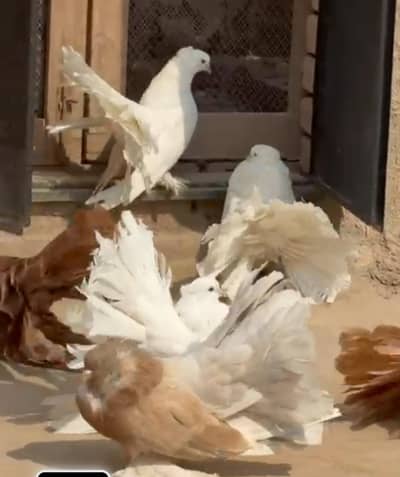 Indian Fantail Pigeon. .