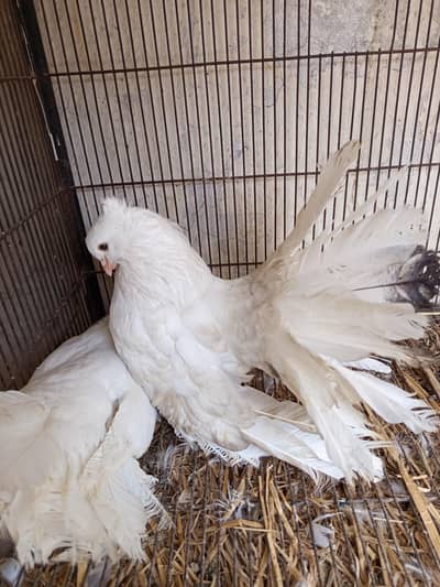 america laka white color beautiful