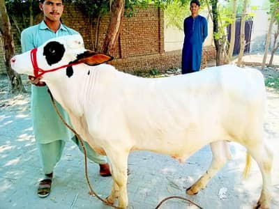 Pure White Bachra - 14 Months - Kheera - 3.5 Mann Weight