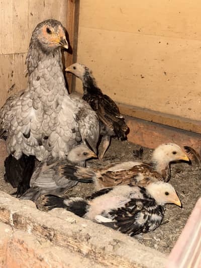 All Aseel Breeds | Mianwali | Thai | Shamo | Lasani | Mushka | Eggs