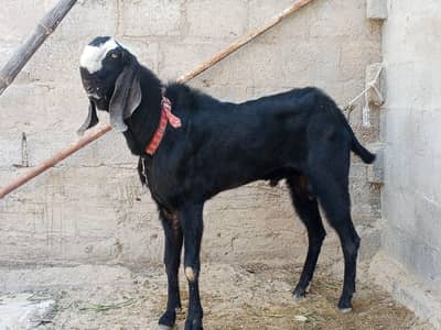 betal kala daba male