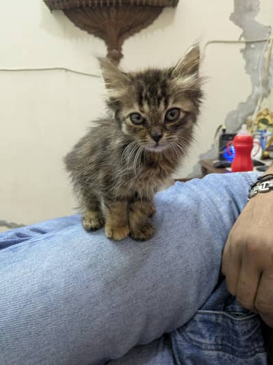 Persian Female kitten with accessories