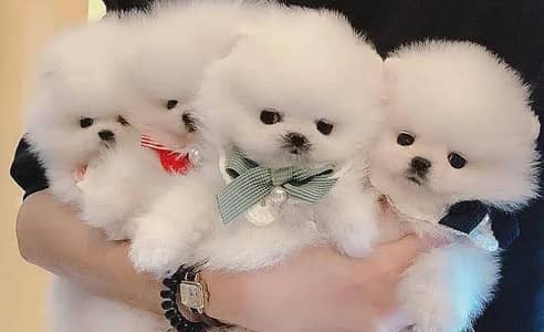 Pomeranian puppies 03101565438