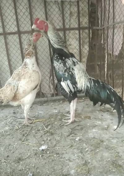 Aseel pair good quality