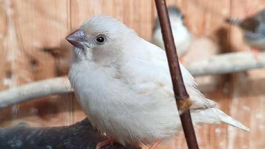 Zebra finches 2 chicks for sale