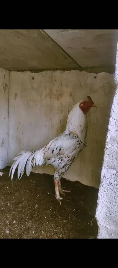 Urjent sell krna hai jaga ka. masla ho rh hai