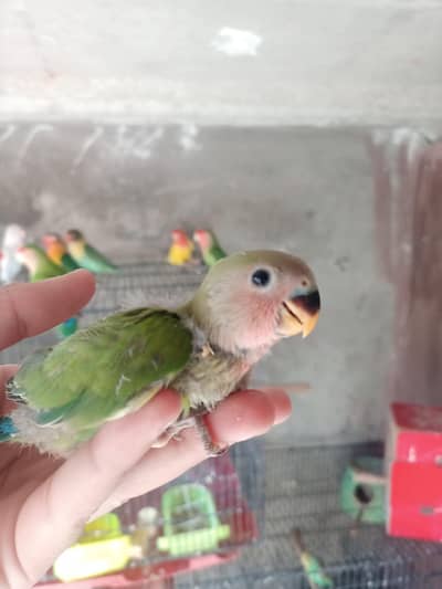 lovebird chicks